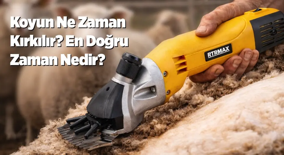 Koyun Ne Zaman Kırkılır? En Doğru Zaman Nedir?